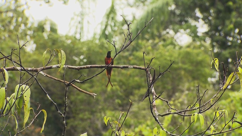 Beija-flor-brilho-de-fogo é uma das espécies mais cobiçadas pelos observadores de aves. — Foto: Carlos Alberto Coutinho/ TG