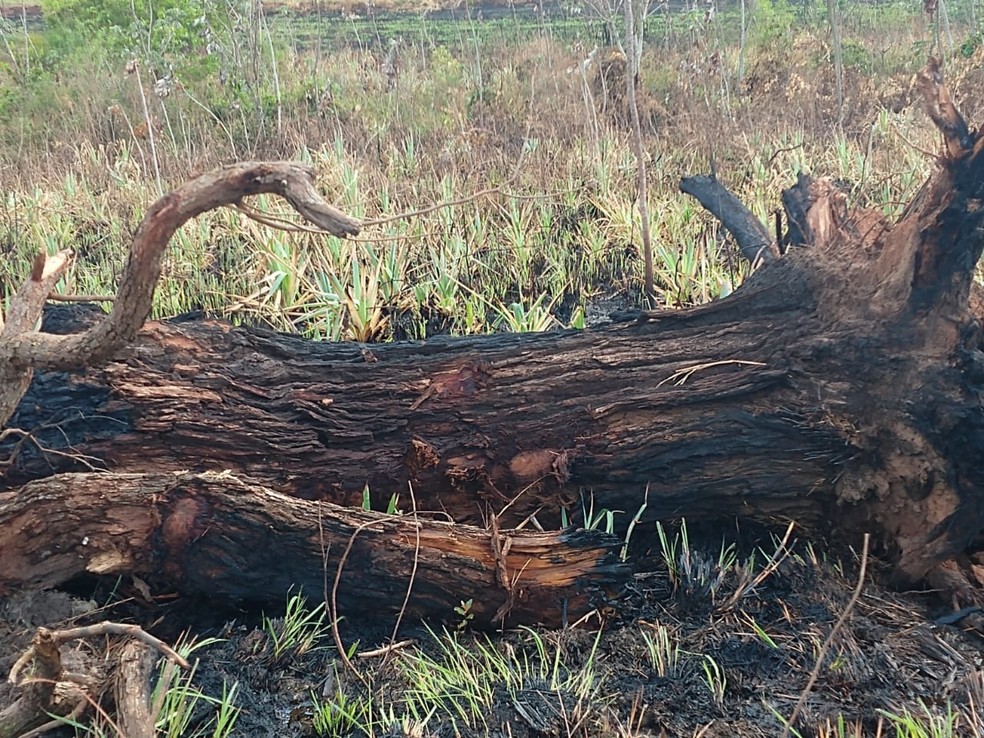 Fiscalização constatou danos ambientais em fazenda em Santo Anastácio — Foto: Polícia Militar Ambiental
