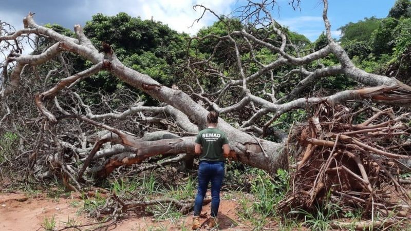 Desmatamento avança no Cerrado e faz crescer risco de apagão elétrico no Brasil thumbnail