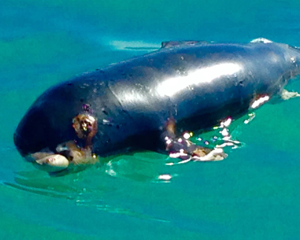 Ameacada De Extincao Vaquita Marinha E Encontrada Morta Em Praia Do Mexico Natureza G1