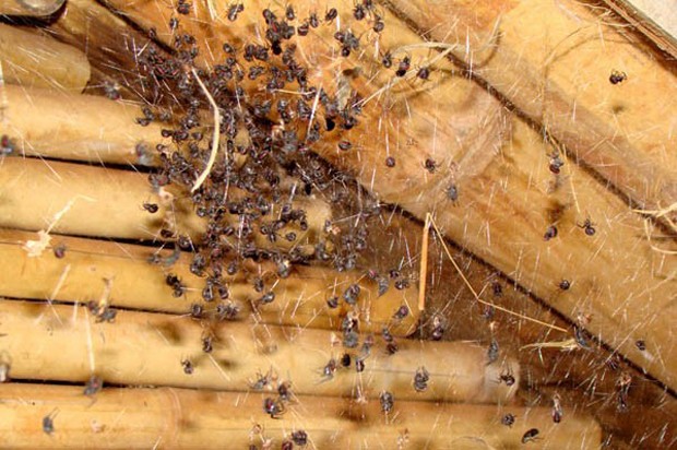 Conheça as vespas 'caçadoras' de aranha, Terra da Gente