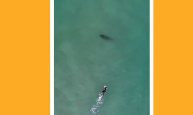 BBC - Australiano registra encontros entre banhistas e tubarões (Foto: BBC News)