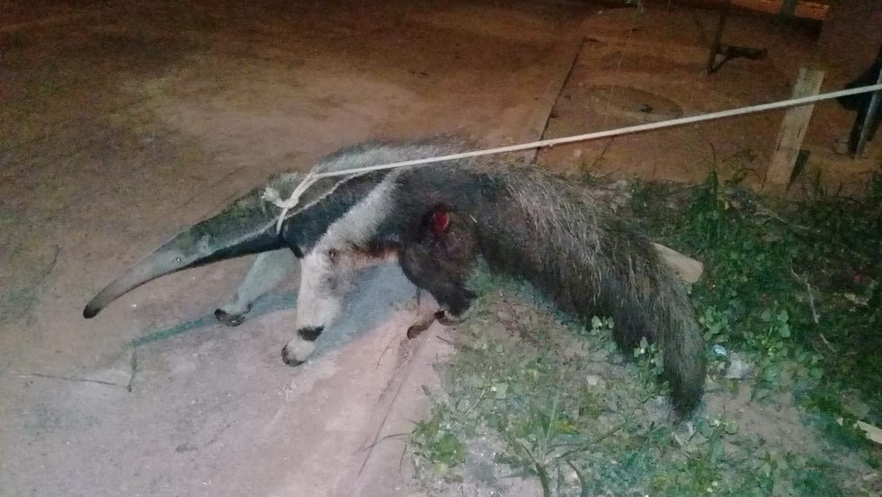 Animal foi atacado por cachorros, segundo moradores de CuiabÃ¡ (Foto: Wesley Leite dos Santos/Arquivo Pessoal)