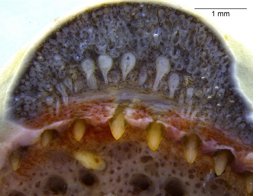 Glândulas de veneno similar às das cobras foram identificadas no maxilar das cecílias, na base dos dentes do animal — Foto: Carlos Jared/Acervo Pessoal