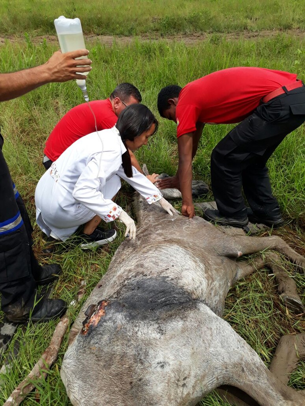 Animal estava com um ferimento profundo no corpo. Médica veterinária fez avaliação e aplicou medicação no cavalo (Foto: Bombeiros Civis de Oriximiná/Divulgação)