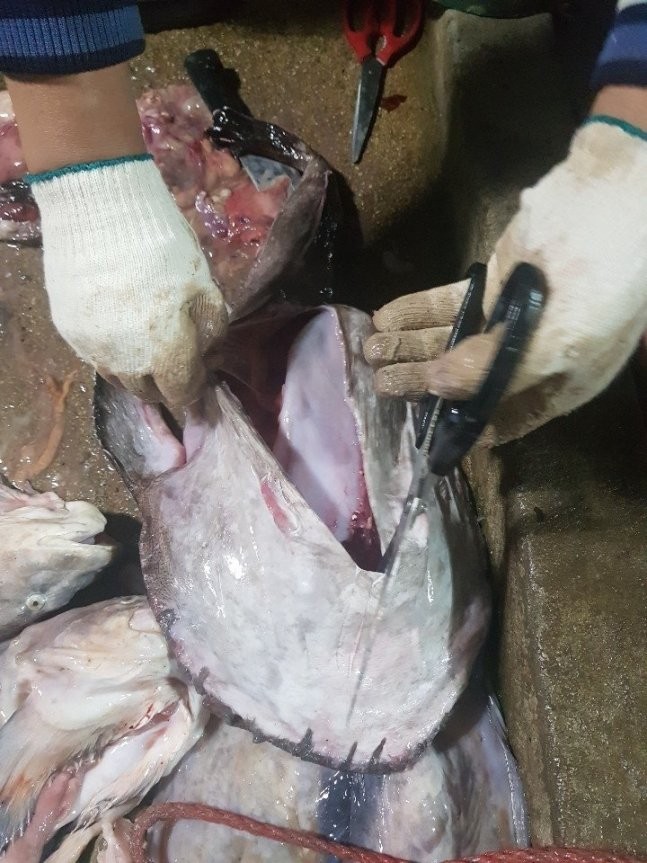 Momento em que o pescador descobre o plástico no estômago do tamboril (Foto: Reprodução/JoongAng Ilbo/Hwan)