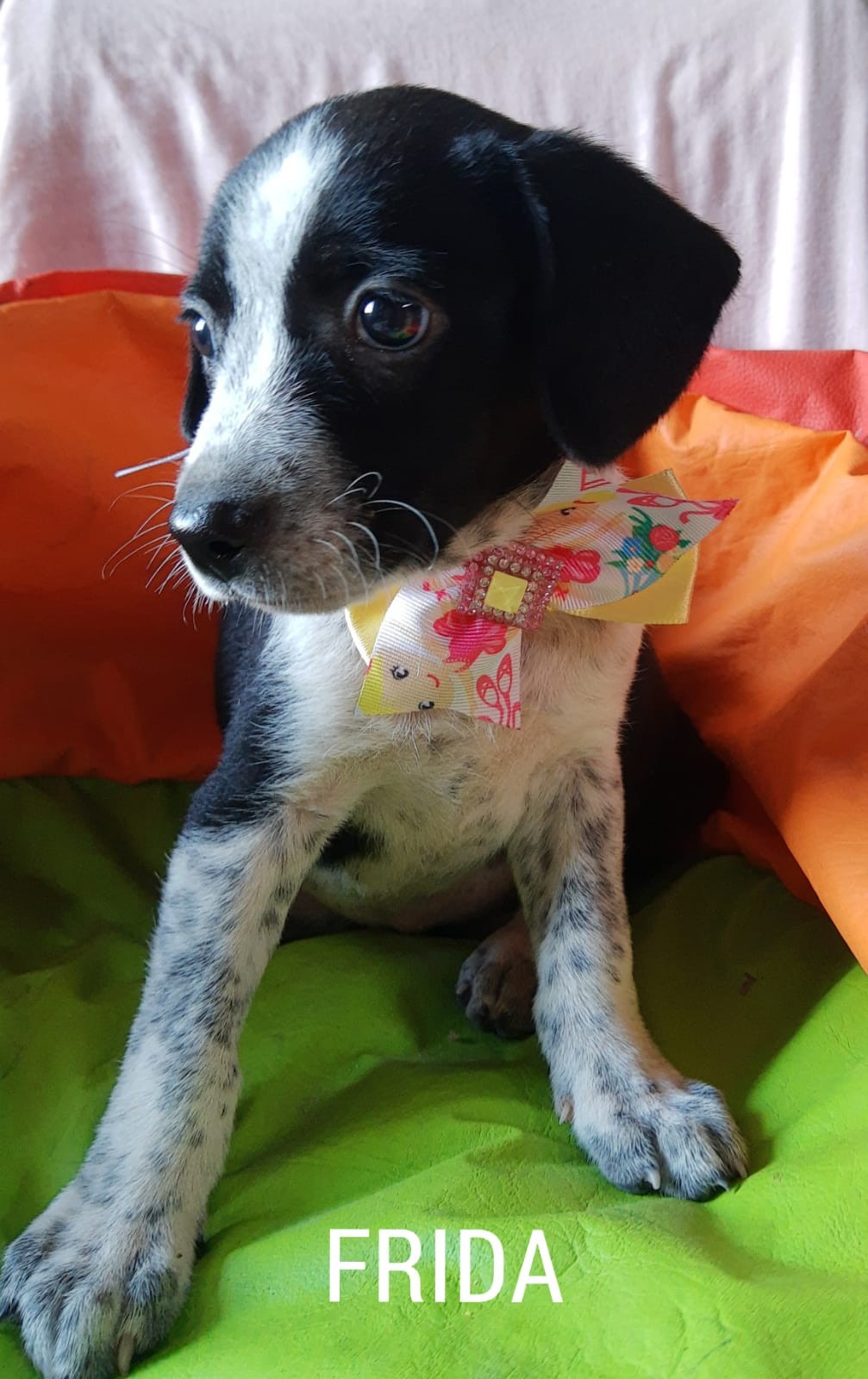 Projeto 'Amor não tem raça' faz doação de cães e gatos no Bairro São Mateus em Juiz de Fora