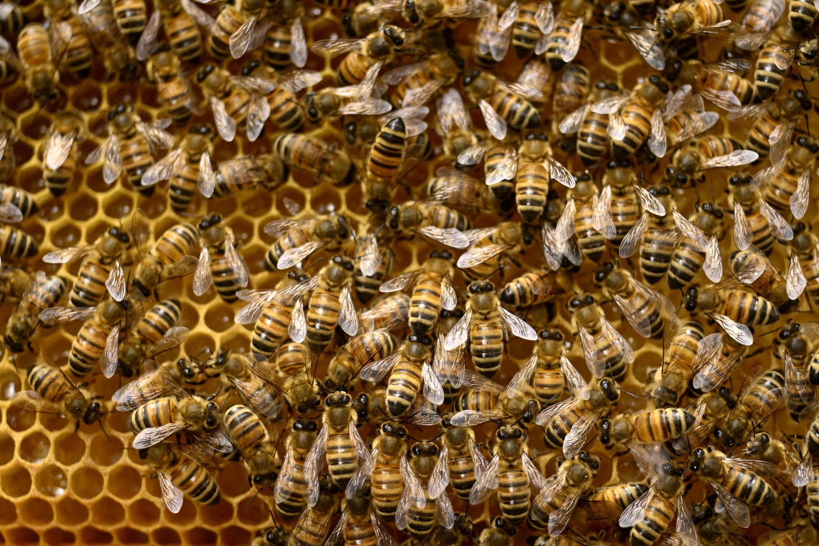 Abelhas trabalham em sua colmeia em Isokyro, oeste da Finlândia. A produção de mel na Europa sofre impacto devido às ondas de calor que atingiram o continente — Foto: OLIVIER MORIN/AFP