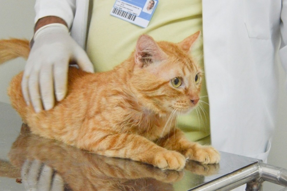 Inicialmente apenas gatos serão contemplados — Foto: Divulgação