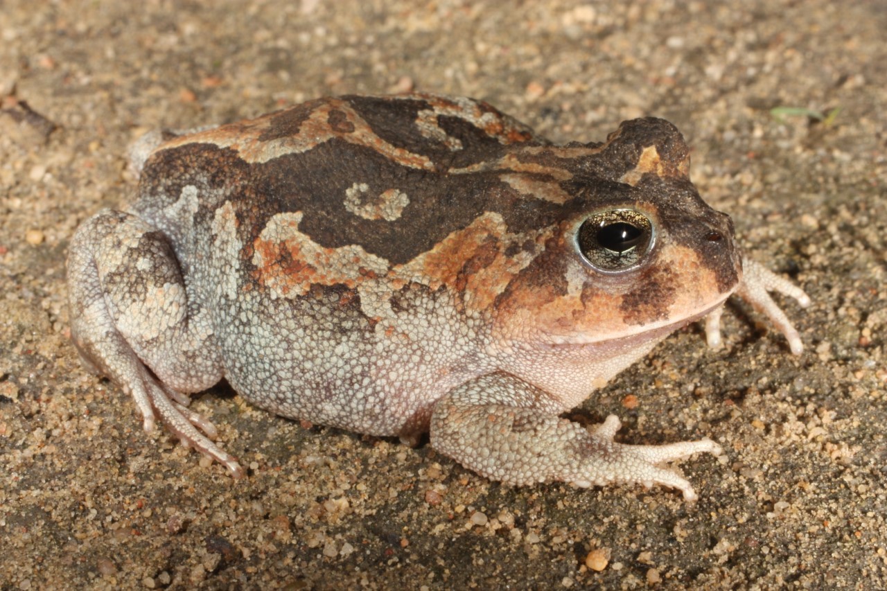 Descoberta: sapo 'velhochico' é a representatividade do Nordeste brasileiro