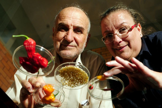 Criação in vitro: Os pesquisadores Francisco Reifschneider e Claudia Ribeiro com as pimentas jandaia laranja e juruti, recém-criadas no laboratório da Embrapa (Foto: Bruno Peres/EditoraGlobo)