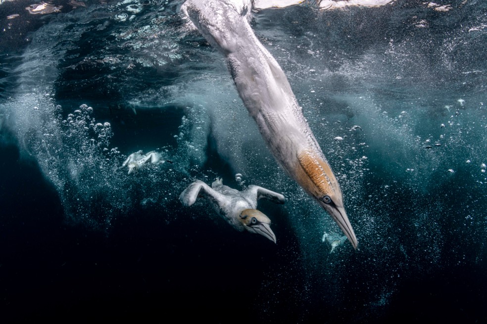 Abatrozes mergulhando em busca de comida. Fotografia foi premiada com 2° no Ocean Photography Awards. — Foto: Ocean Photography Awards | Henley Spires