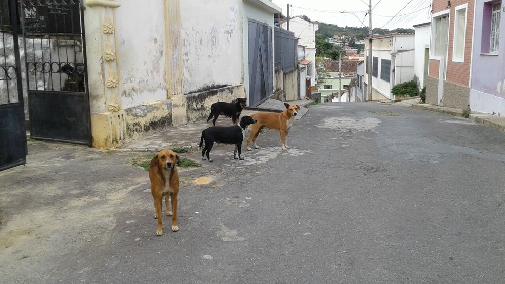 Número de cães de rua infectados com a leishmaniose pode aumentar casos da doença  (Foto: Marlan Kling/G1)