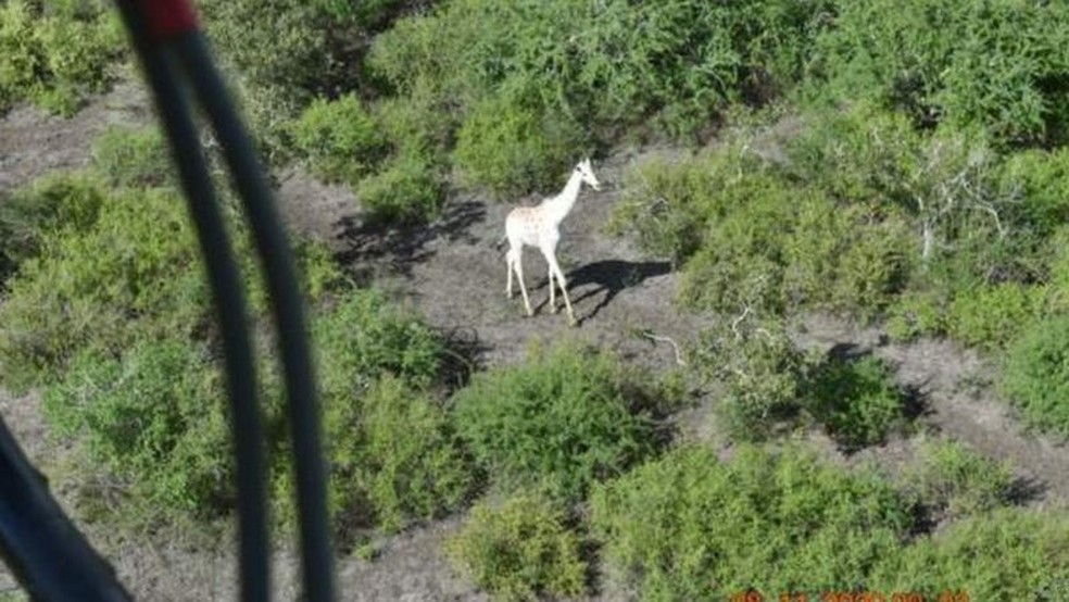 Dispositivo de rastreamento por GPS foi colocado em um dos chifres dela no dia 8 de novembro — Foto: Hirola Conservancy/BBC