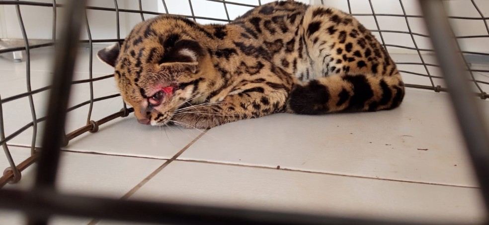 Animal foi resgatado pela Polícia Militar — Foto: Polícia Militar/ Divulgação