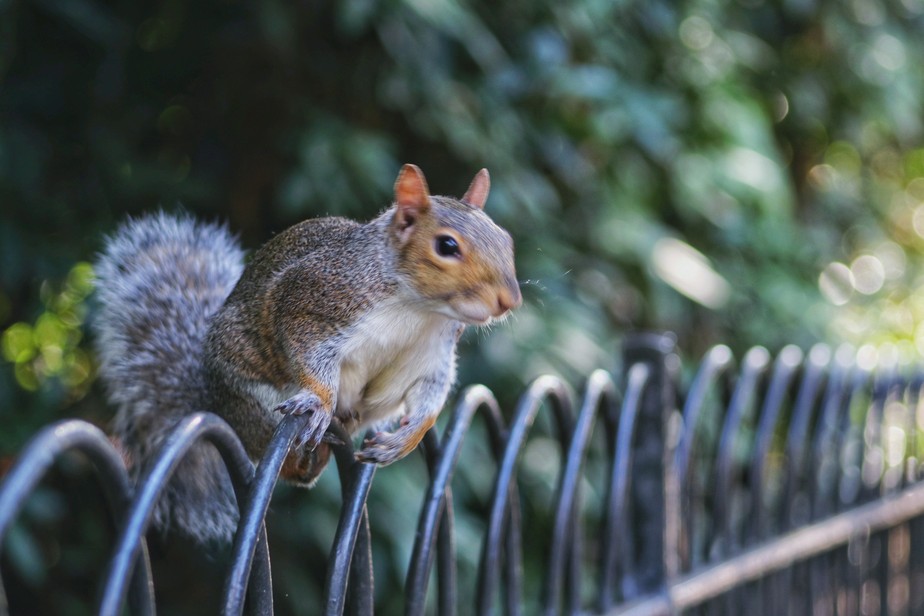 Esquilo cinza, muito comum nas ruas e parques de Londres, na Inglaterra