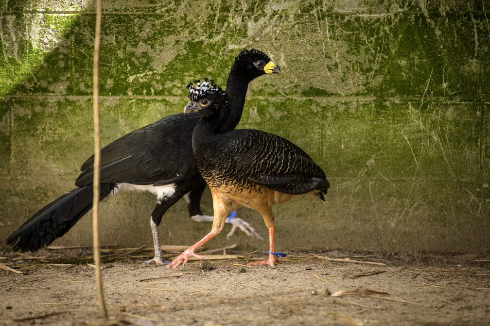 Projeto de Soltura do Mutum-de-Penacho é uma iniciativa para a preservação da espécie na área de influência da Usina Hidrelétrica de Porto Primavera — Foto: Luciano Candisani