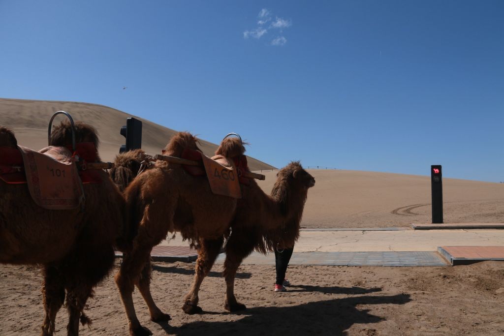 China lança primeiro sinal de trânsito para camelos (Foto: Getty)
