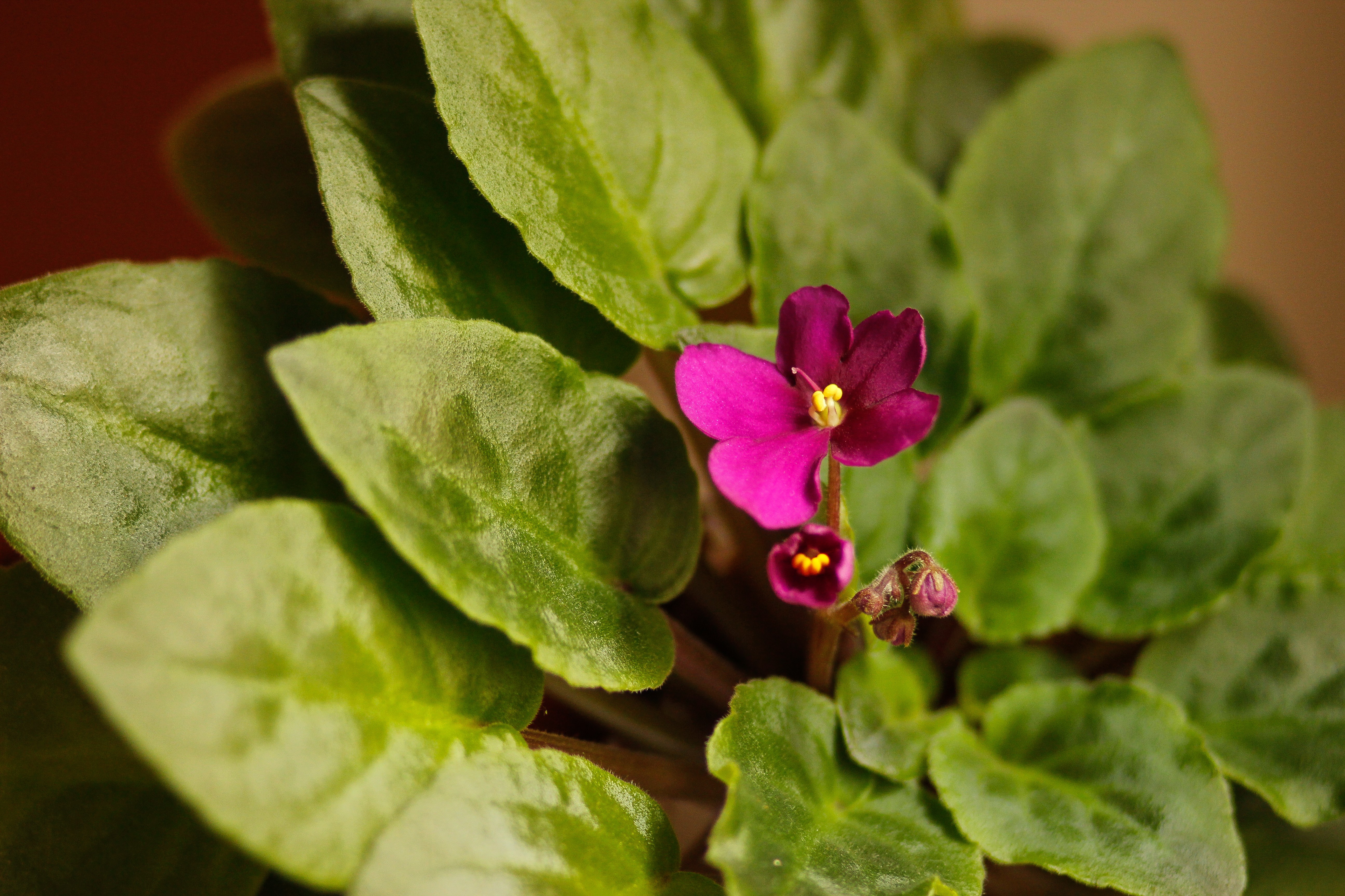 Purple african violet (Foto: Getty Images)