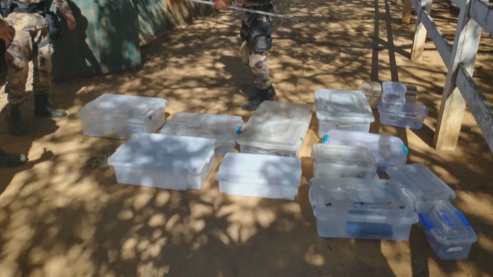 Cobras são encontradas em haras na região de Planaltina, no DF  — Foto: BPMA/Divulgação 