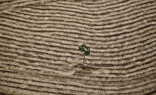 As últimas árvores (Foto: Sérgio Ranalli / divulgação)