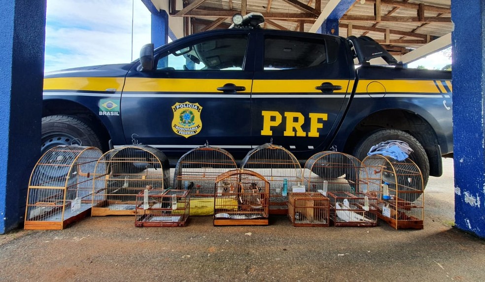 Aves silvestres são apreendidas pela PRF em Vilhena, RO — Foto: Divulgação/NUCOM