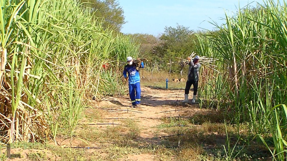 Produção de cana-de-açúcar com irrigação por gotejamento fica no Vale do Açu, no Oeste potiguar — Foto: Reprodução/Inter TV Cabugi