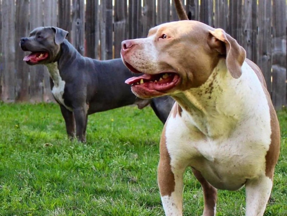 Os cães da família, Cheech e Mia, foram sacrificados após o ataque — Foto: Reprodução Facebook