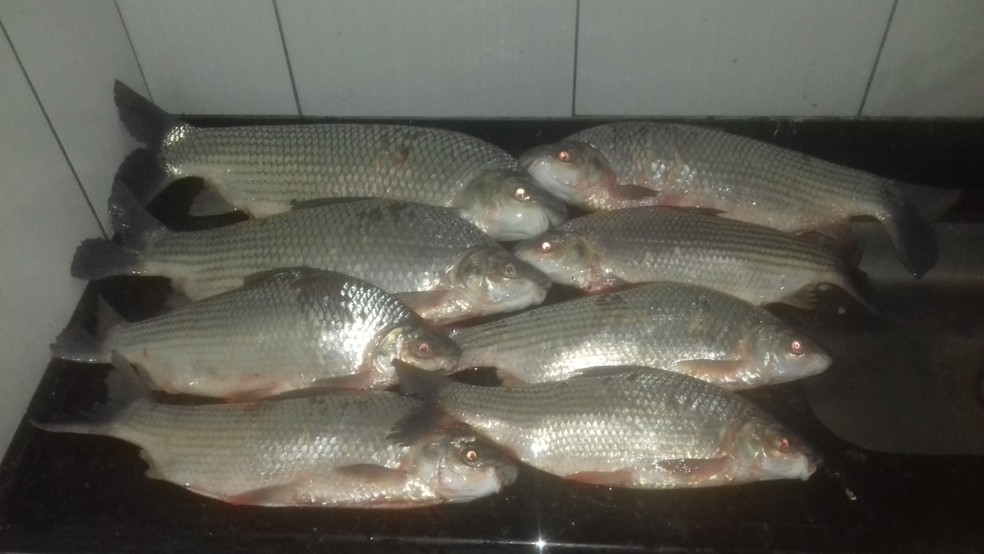 Pescados foram destru&iacute;dos devido ao estado de conserva&ccedil;&atilde;o &mdash; Foto: Pol&iacute;cia Ambiental