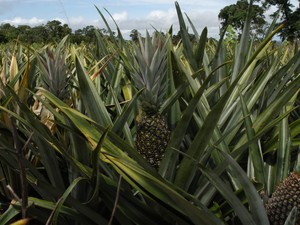 Tocantins é o sétimo estado em produção do abacaxi pérola (Foto: Aldemar Ribeiro/ATN)