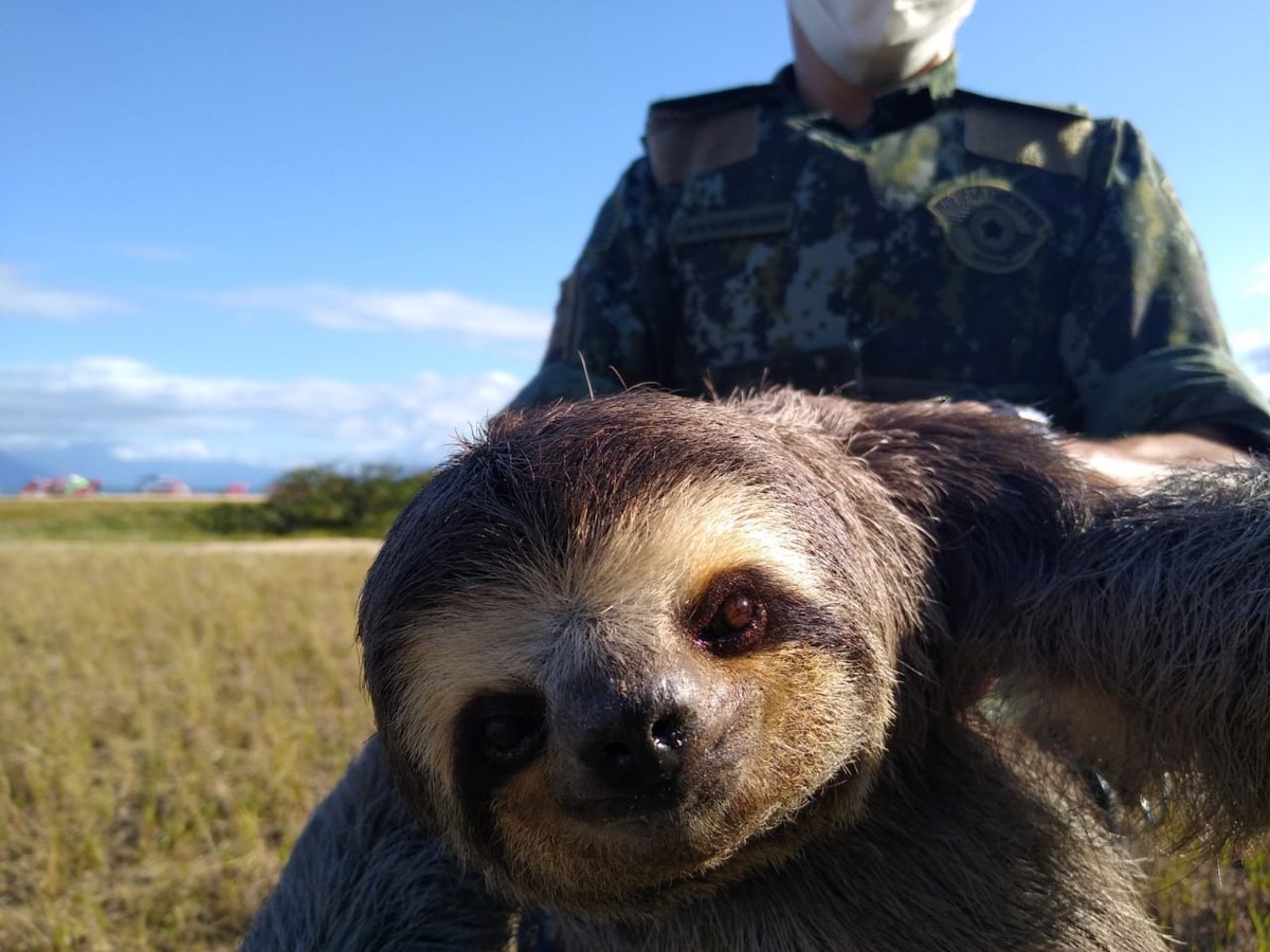 Qual Foi O Bicho Da Paraíba