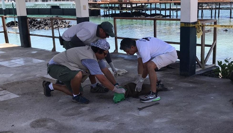 Filhote de leão-marinho preso em corda é resgatado nas ilhas Galápagos thumbnail
