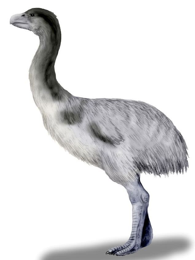 Genyornis newtoni, espécie de ave não voadora (Foto: Reprodução/Wikimedia Commons)