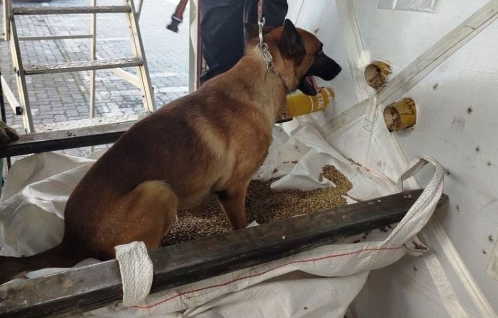 Cão de faro da Receita Federal ajudou a localizar droga no Porto de Santos, SP — Foto: Divulgação/Receita Federal