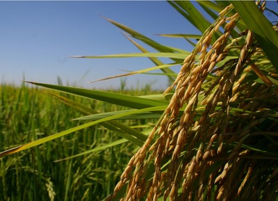 agricultura_arroz (Foto: Paulo Rossi/Ed. Globo)