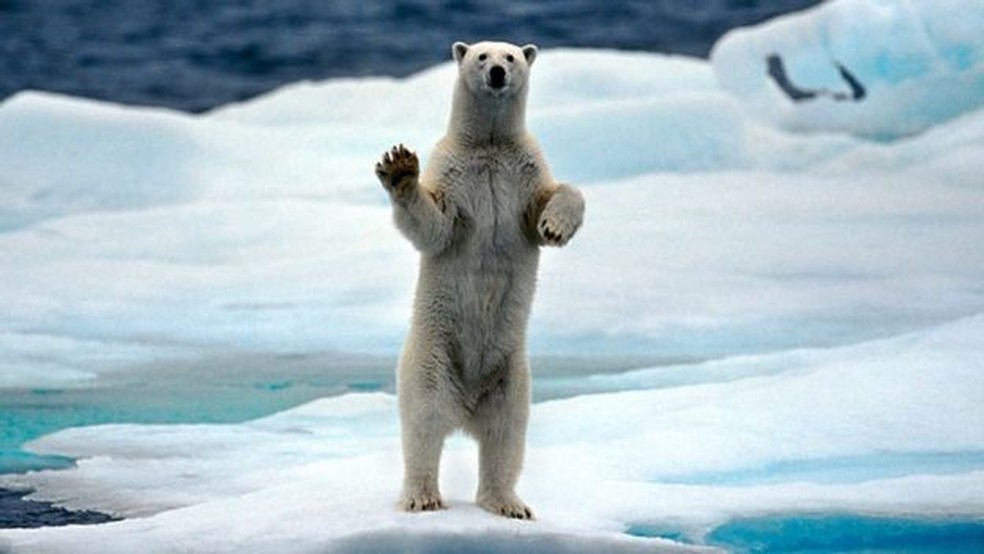 Segundo especialistas, é mas difícil direcionar os esforços de conservação para organismos vivos que não sejam tão bonitos quanto outros animais ameaçados, como ursos polares — Foto: Getty Images via BBC