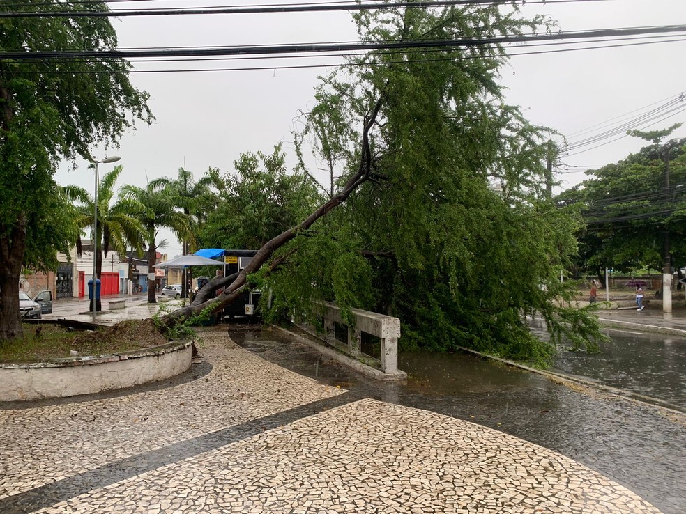 Ávore que fica na Praça Bomfim, em Maceió, cai sobre a pista — Foto: Douglas Lopes/TV Gazeta
