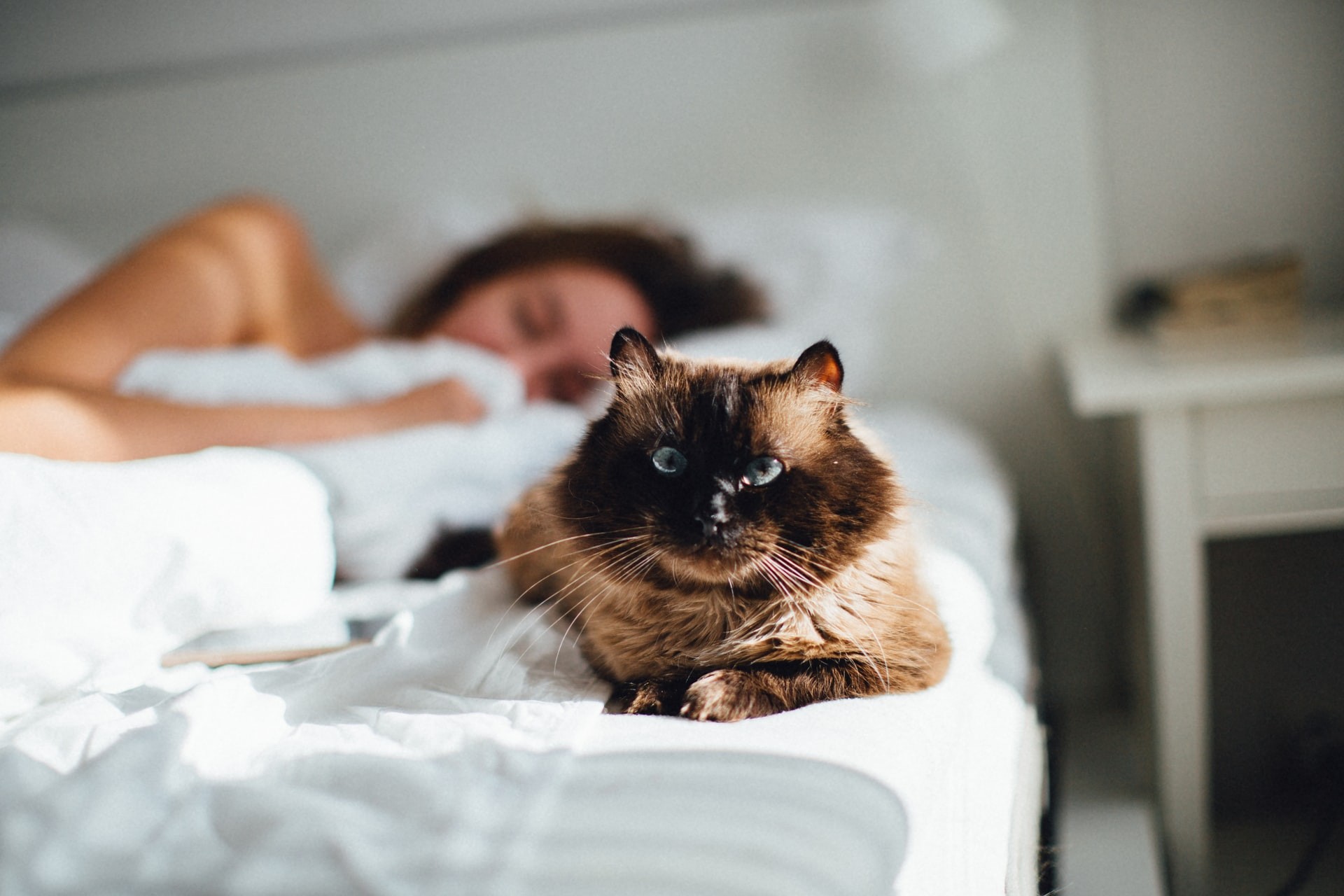 Segundo estudo, gatos que dormem com seus donos são mais suscetíveis à Covid-19 (Foto: Adam Kuylenstierna/Unsplash)