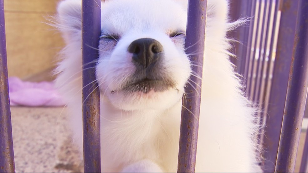  Veterinária alerta para principais causas e sintomas de doenças renais em cães e gatos  — Foto: Reprodução/TV TEM