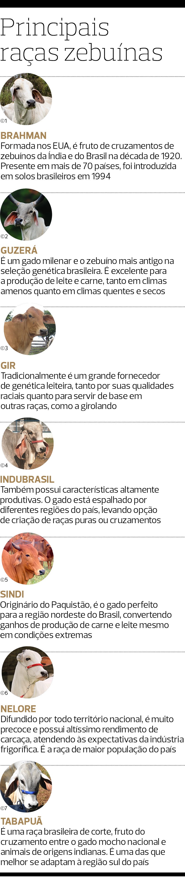 Principais raças zebuínas (Foto: 1, 2, 3, 5, 6 e 7 Editora Globo; 4 Folhapress)