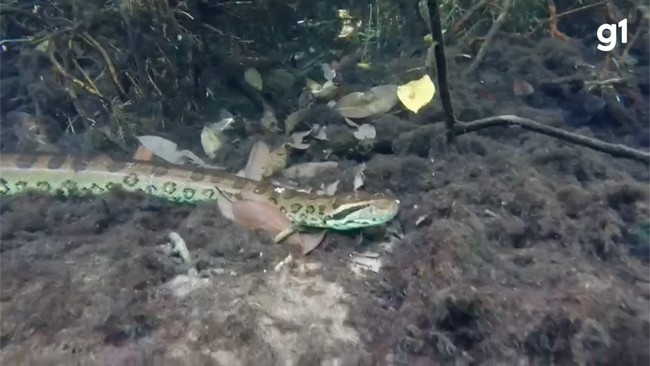 Sucuri de 6 metros é flagrada por fotógrafo em rio de MS
