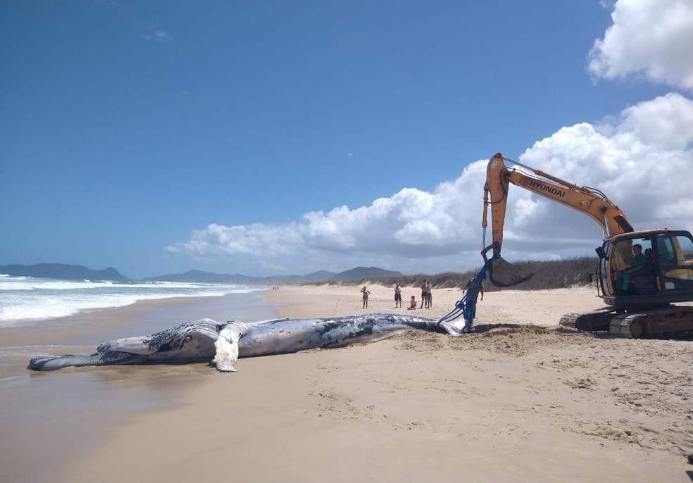 Baleia com mais de 10 metros encalha morta em praia de SC — Foto: Mariana Carvalho/R3 Animal