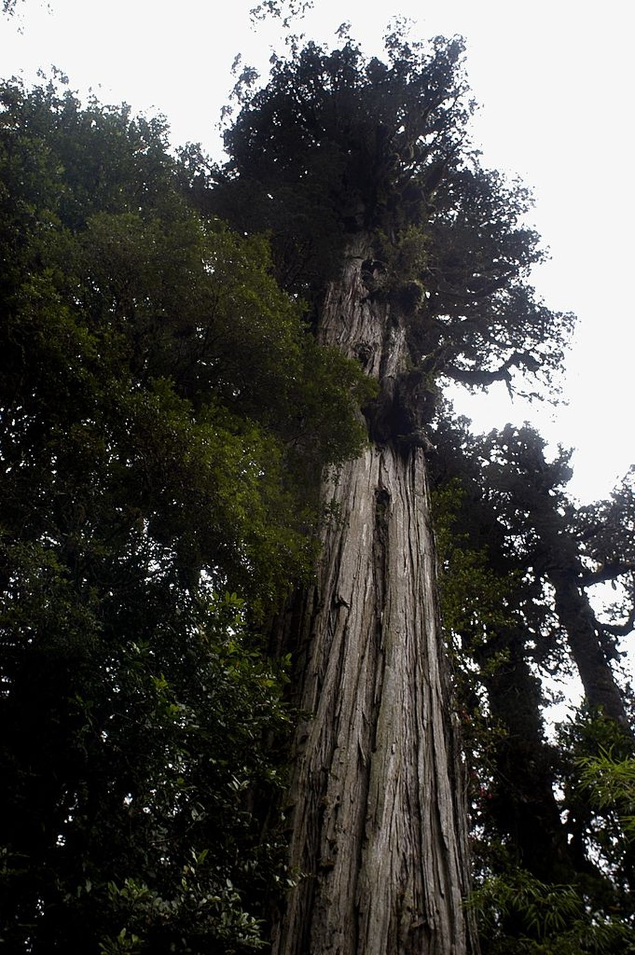 O alerce, árvore típica do Chile que pode ter exemplares milenares.