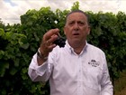 Paixão pelo vinho leva Galvão Bueno a produzir uvas no Rio Grande do Sul