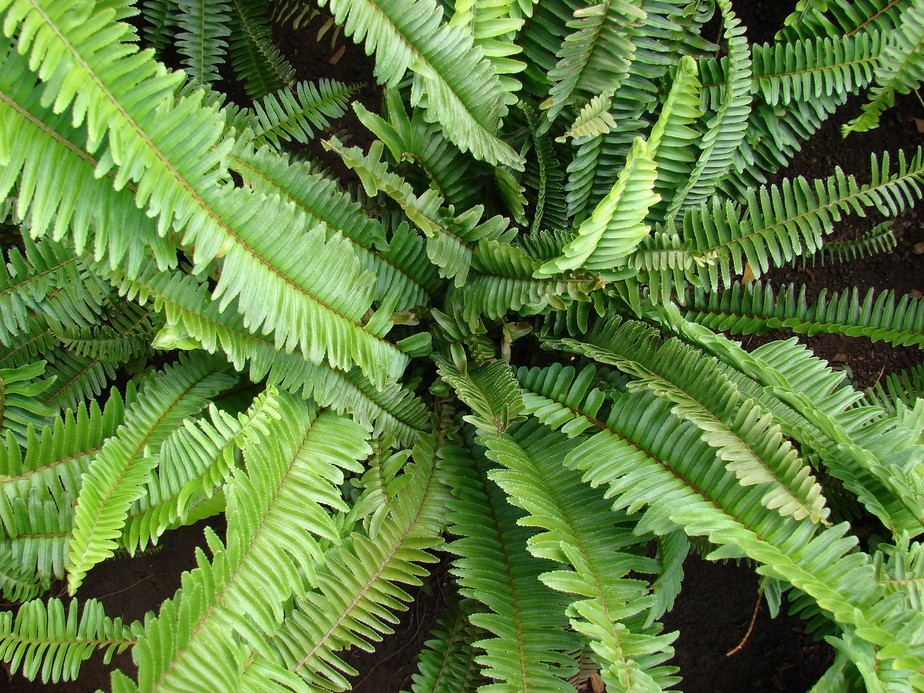 Por se espalhar por distâncias longas, a samambaia Nephrolepis cordifolia pode atrapalhar o desenvolvimento de outras plantas nativas