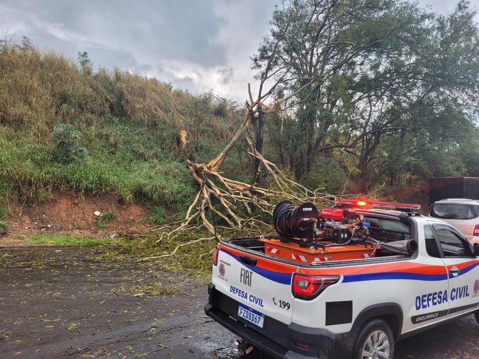 Cerca de 15 árvores de grande porte caíram em decorrência do temporal, em Lucélia (SP) — Foto: Coordenadoria Regional da Defesa Civil