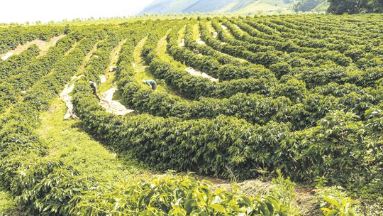 Commodities: Com proximidade da colheita no Brasil, café recua em NY