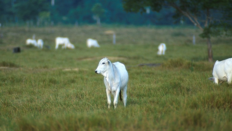 bovinos-boi-nelore-pecuaria (Foto: USDA/CCommons)