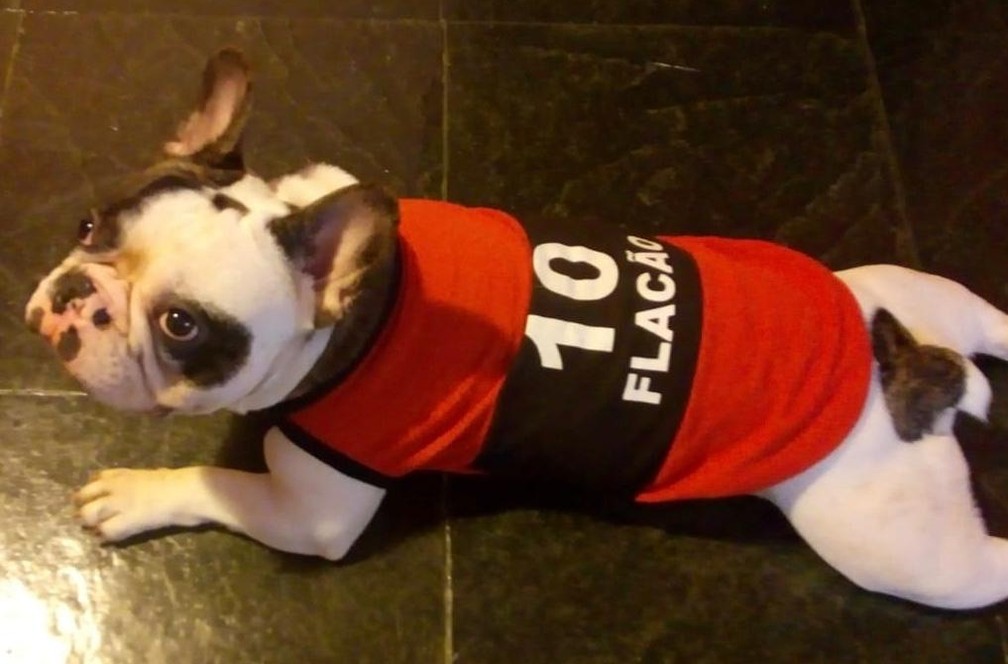 O buldogue francês Spencer é integrante da Flacão — Foto: João Victor Fiuza /Arquivo Pessoal