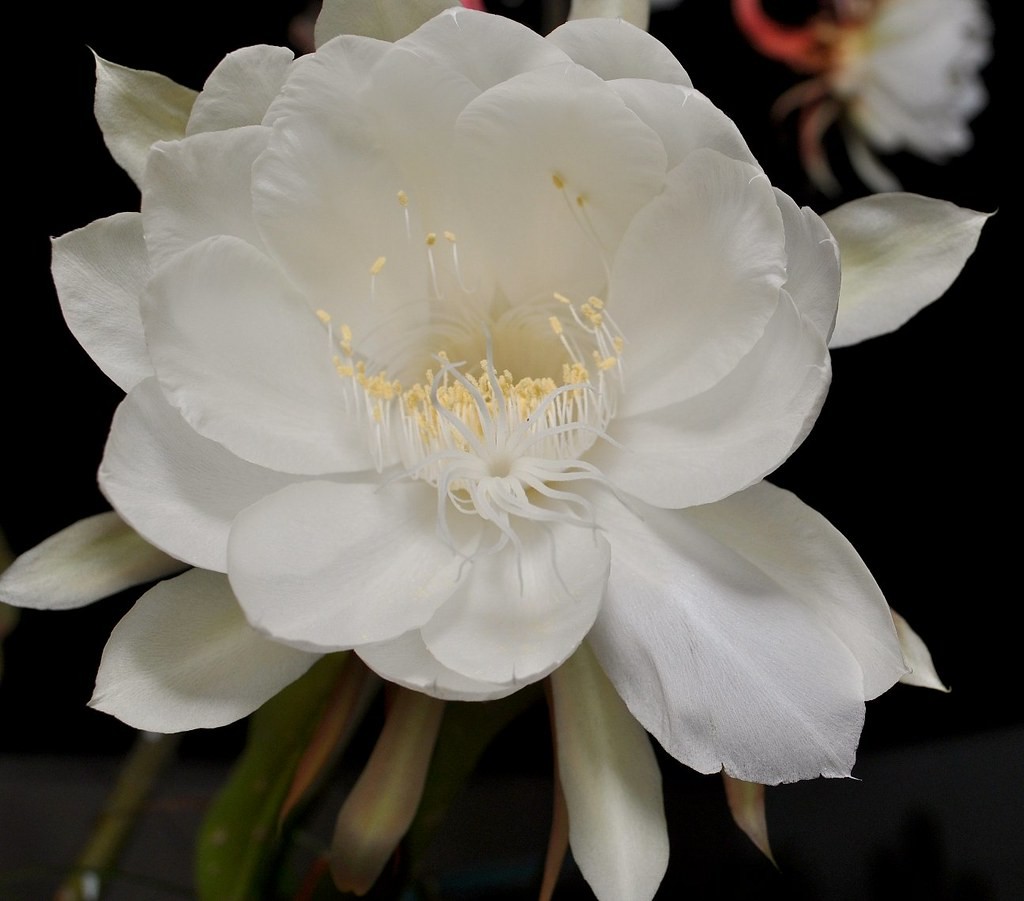 SAIBA TUDO SOBRE A FLOR DAMA DA NOITE! 